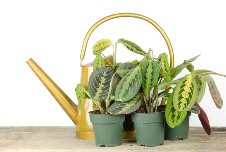 Prayer Plants in Front of a Gold Watering Can