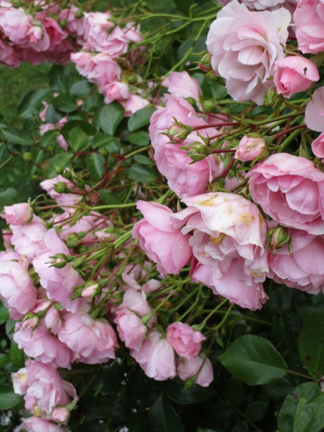 Why Are My Roses Drooping? (5 Possible Causes) - The Practical Planter