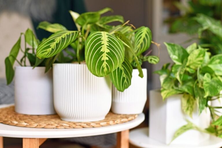 Several Prayer Plants in White Pots on a Table