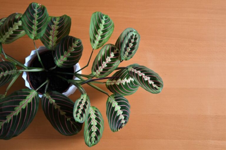 Top View of a Prayer Plant in a White Pot