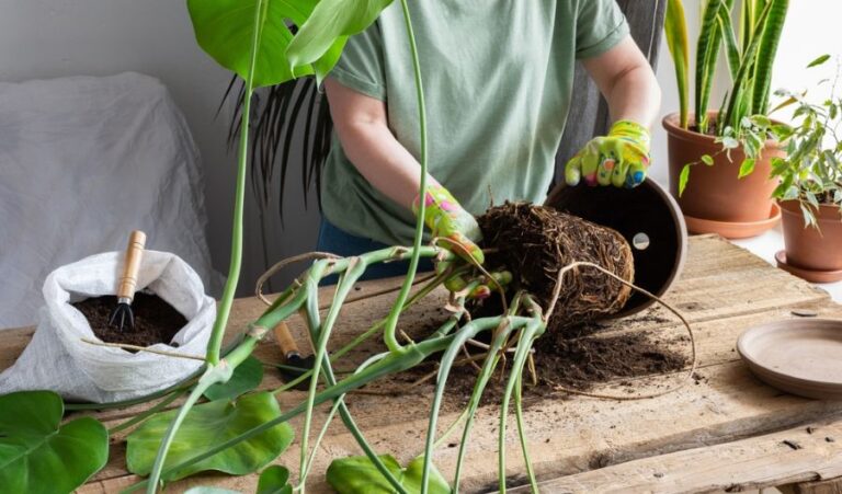 Woman Repotting a Monstera Plant