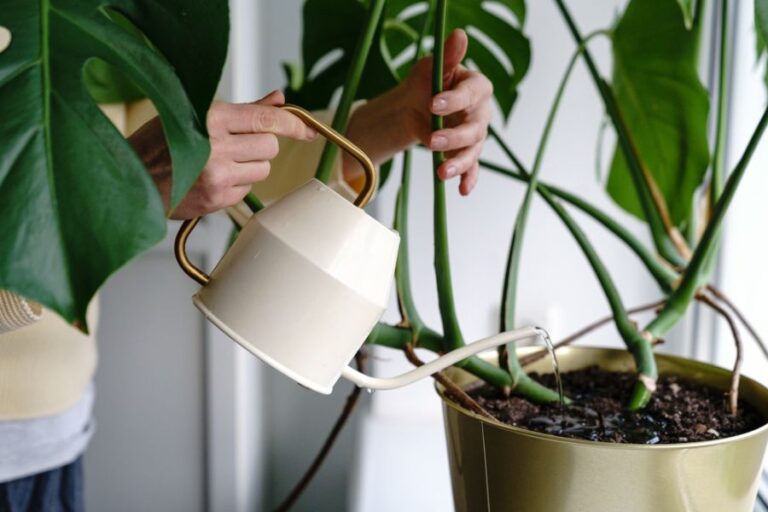 Woman Watering a Large Monstera