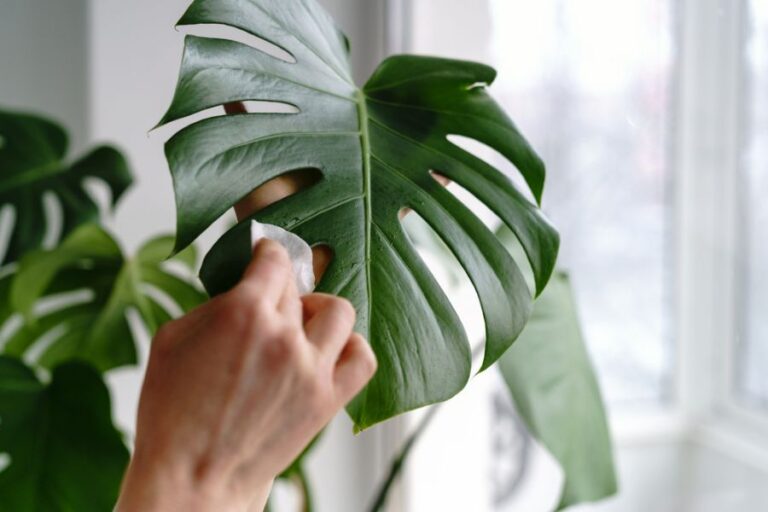 Woman Wiping the Leaves of a Monstera