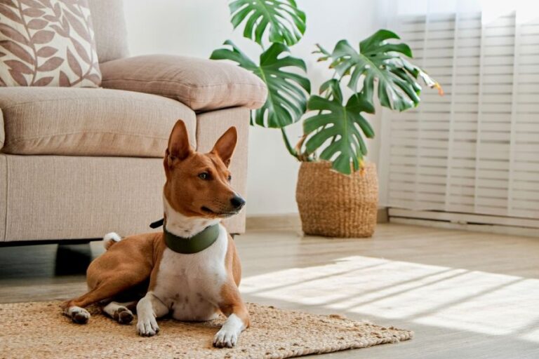 Basenji Dog Laying on a Rug Near a Monstera
