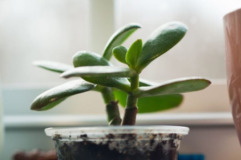 Closeup of a Healthy Jade Plant