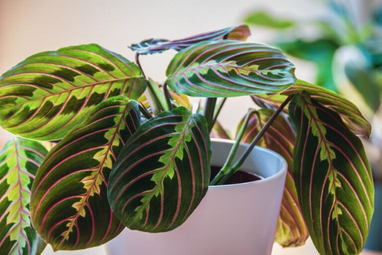 Closeup of a Prayer Plant in a White Pot in the Sun