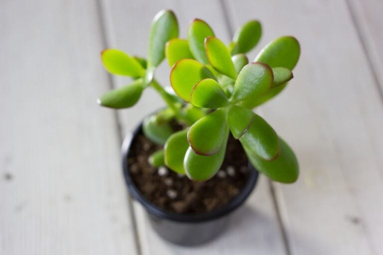 Closeup of a Small Jade Plant in a Grow Pot