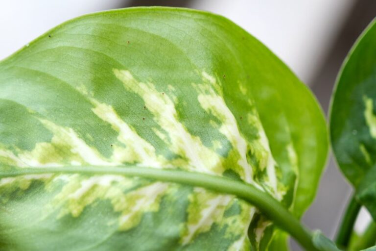 Why Does My Dieffenbachia Have Small Leaves? (5 Common Reasons) The