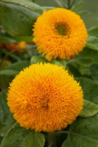 This Is How to Grow Sunflowers Indoors - The Practical Planter