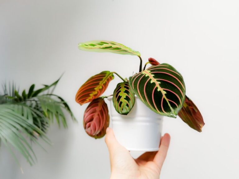 Hand Holding a Small Prayer Plant in a White Pot