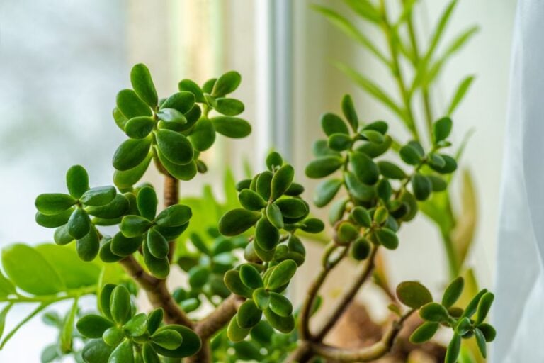 Jade Plant Growing in a Well Lit Room