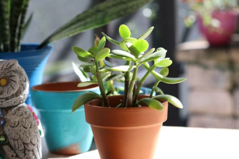 Jade Plant in a Clay Pot on a Table