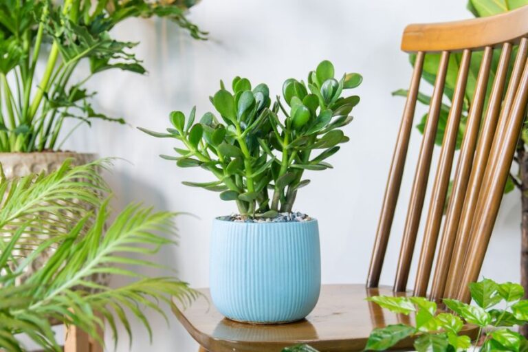 Jade Plant in a Pretty Blue Pot on a Chair