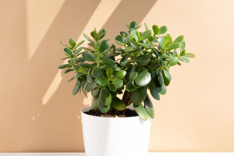 Jade Plant in a White Pot
