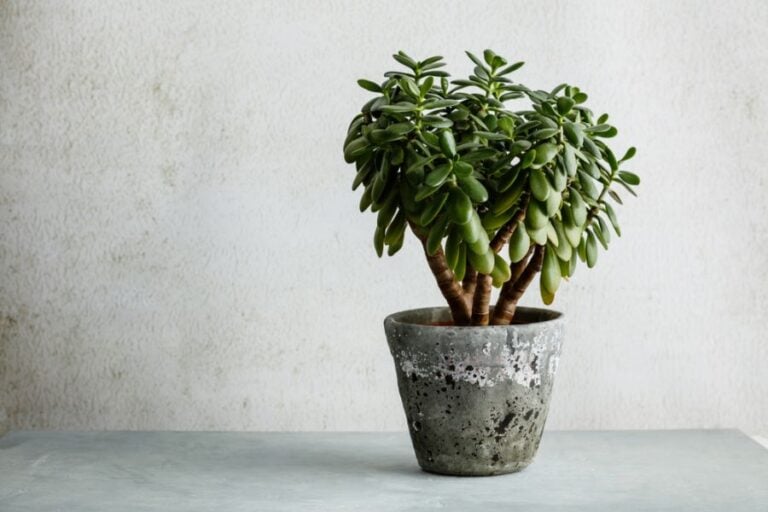 Large Jade Plant With Droopy Lower Leaves