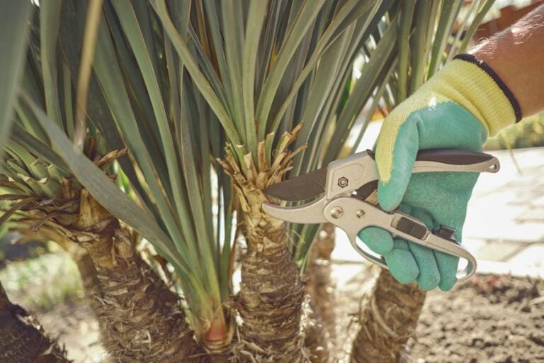 Man Cutting a Yucca Plant With Shears
