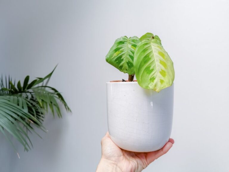 Maranta Kerchoveana Variegata With a Yellowing LEaf