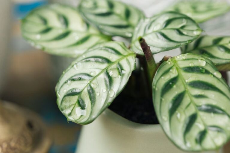 Prayer Plant Variety, Ctenanthe Burlemarxii, With Wet Leaves