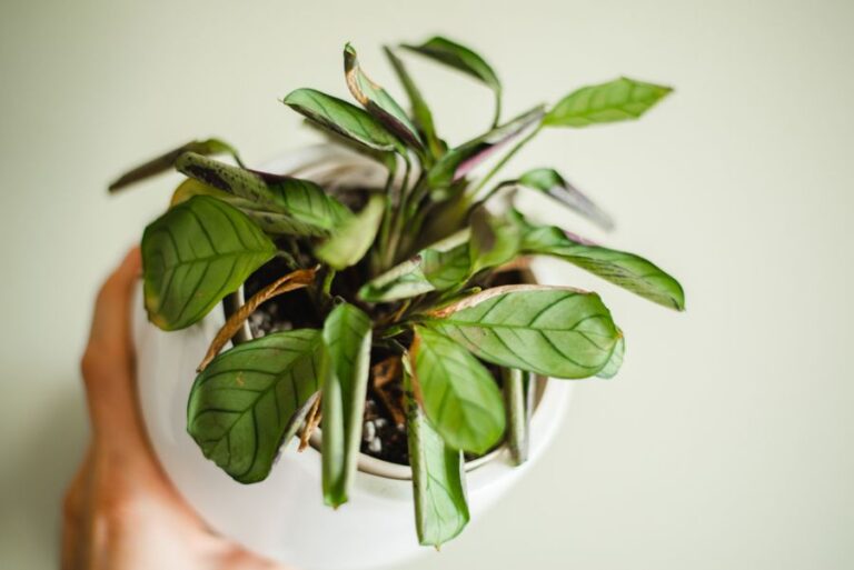 Prayer Plant With Sickly Curling Leaves