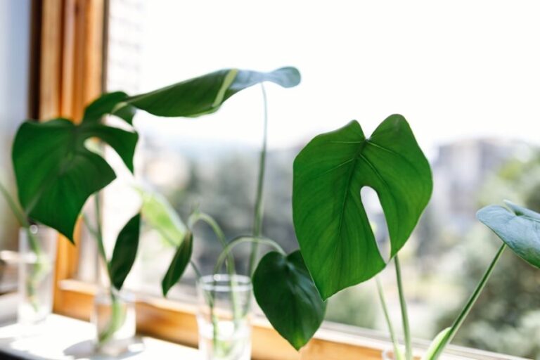 Propagating Monstera in Glasses of Water