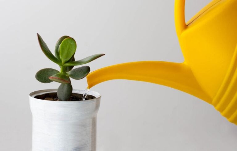 Watering a Jade Plant in a White Pot