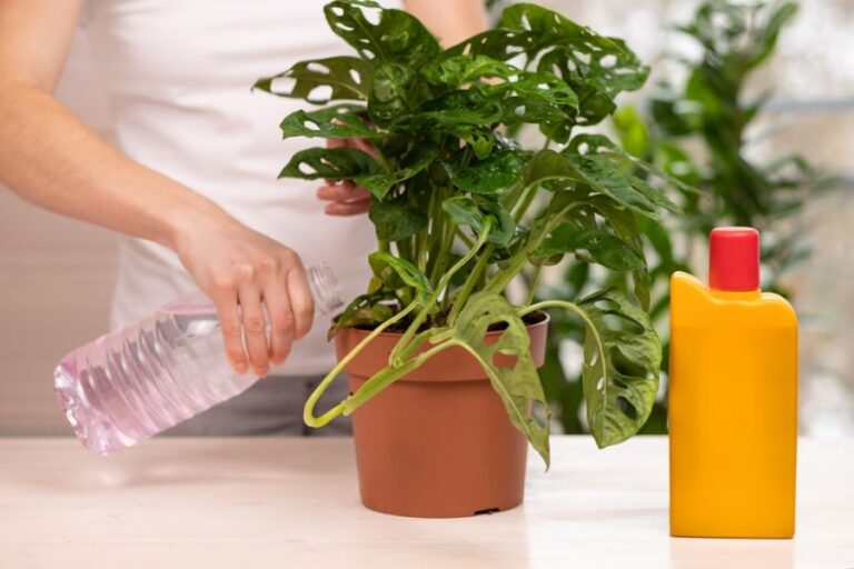 Woman Fertilizing a Potted Monstera