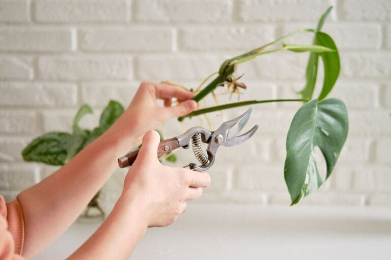 Woman Pruning a Monstera Albo