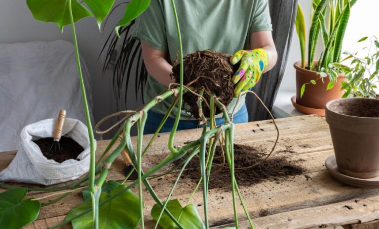 Woman Replanting a Monstera With a Bag of Soil Nearby