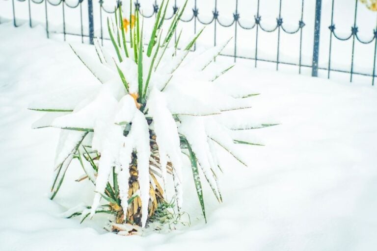 Yucca Plant Covered in Snow