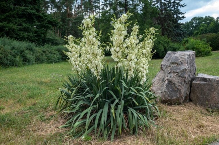 Yucca Plant Flowering in a Backyard