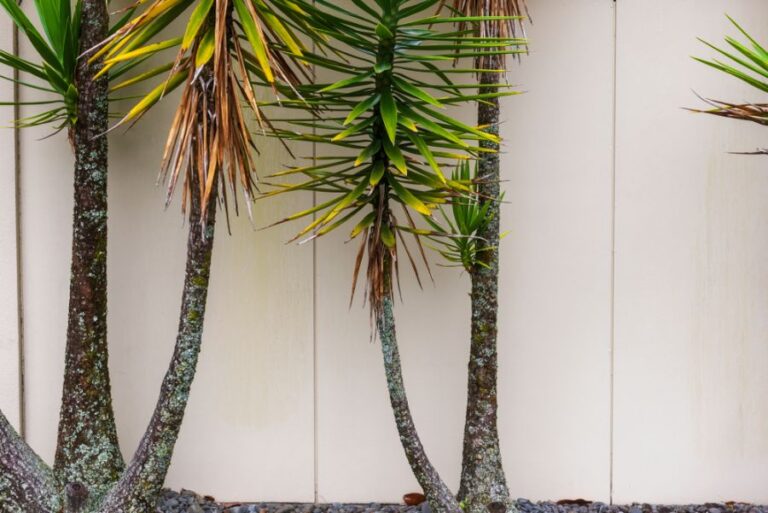 Brown Leaves Toward the Bottom of a Yucca Tree