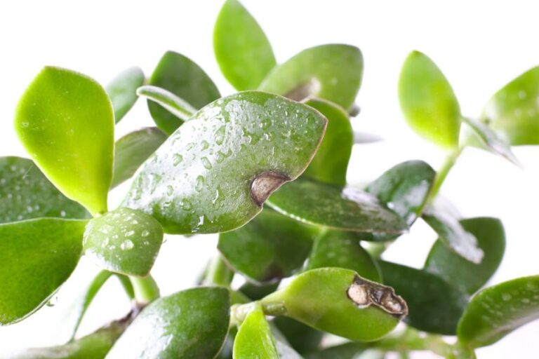 Closeup of Black Spots on Jade Plant Leaves