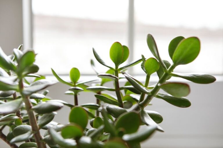 Closeup of Leaves on a Jade Plant