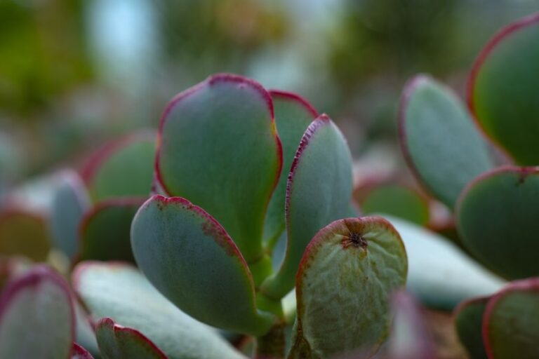 Closeup of Wrinkly Jade Plant Leaves