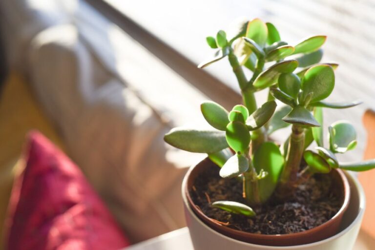 Closeup of a Jade Plant in a Sunny Window