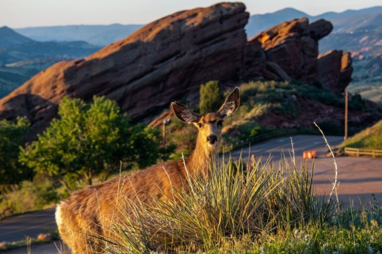 Deer Grazing on Yucca Plants in the Red Rocks National Park