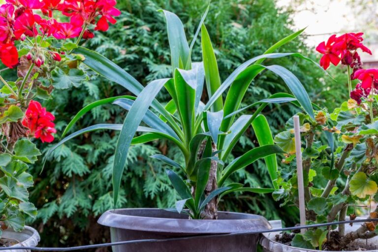 Healthy Yucca Plant Growing in the Sun