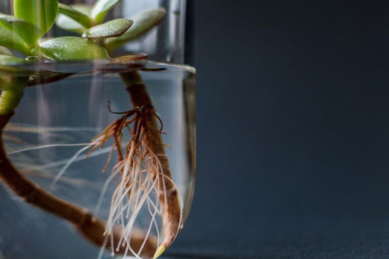 Jade Plant Growing in a Vase of Water