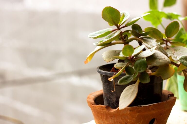 Jade Plant Leaves Turning Yellow in a Planter Pot