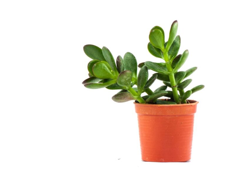 Jade Plant Tilting Over Side of Pot