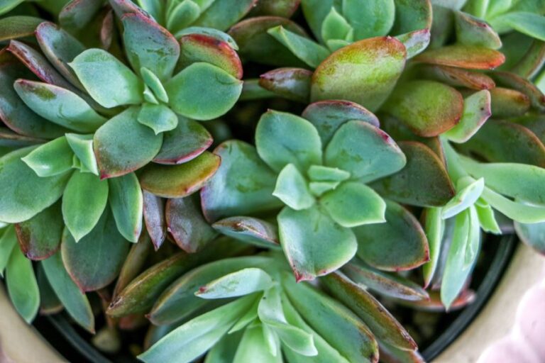 Jade Plant With Leaves That Are Turning Red and Purple