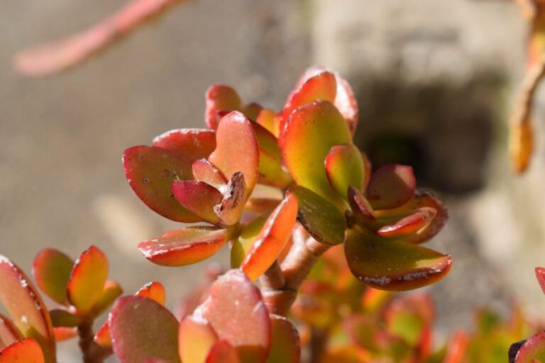 Jade Plant With Red on the Ends of Its Leaves
