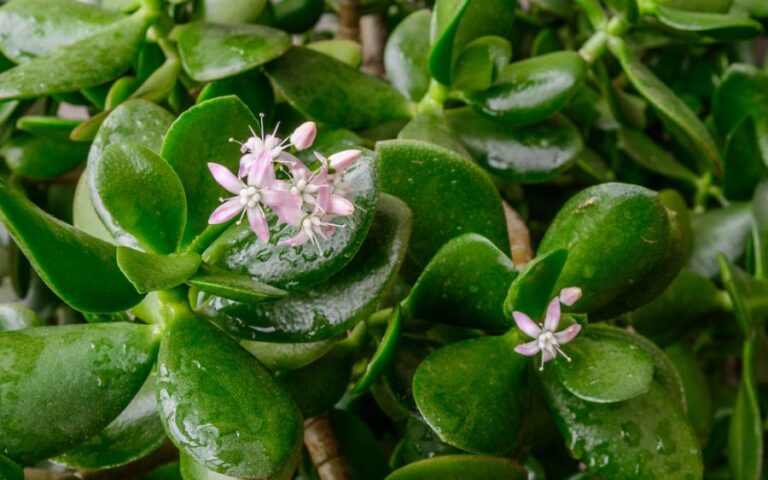 Jade Plant With Wet Leaves in a Humid Environment