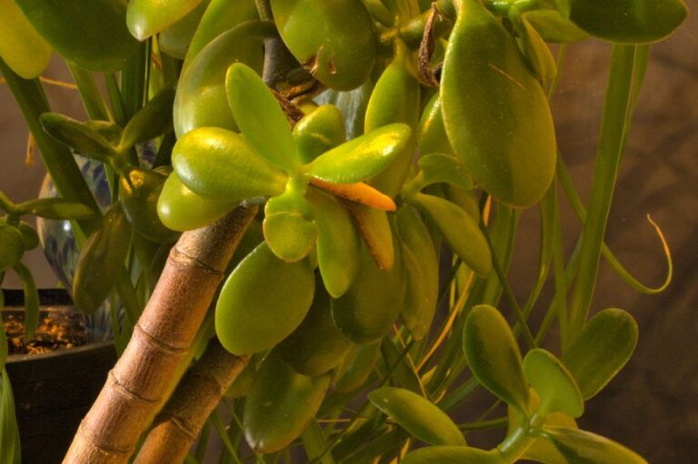 Jade Plant With Yellow and Brown Leaves