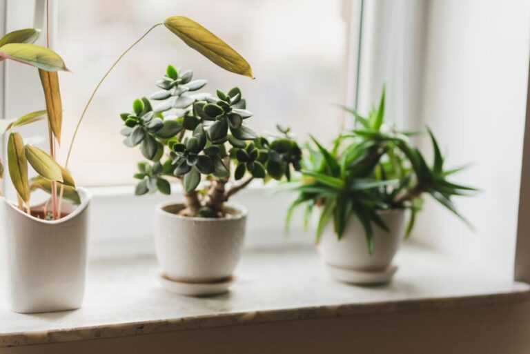 Jade Plant in a Pot on the Window Sill
