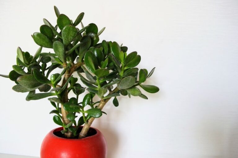 Jade Plant in a Red Pot