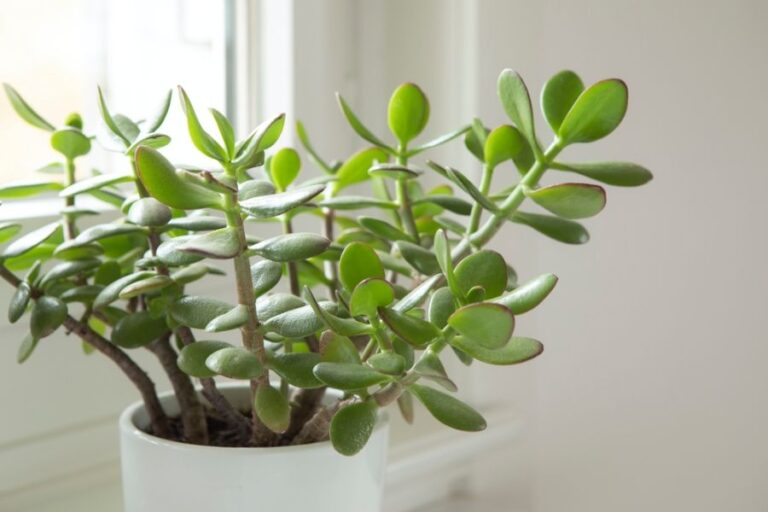 Jade Plant in a White Pot in the Sun