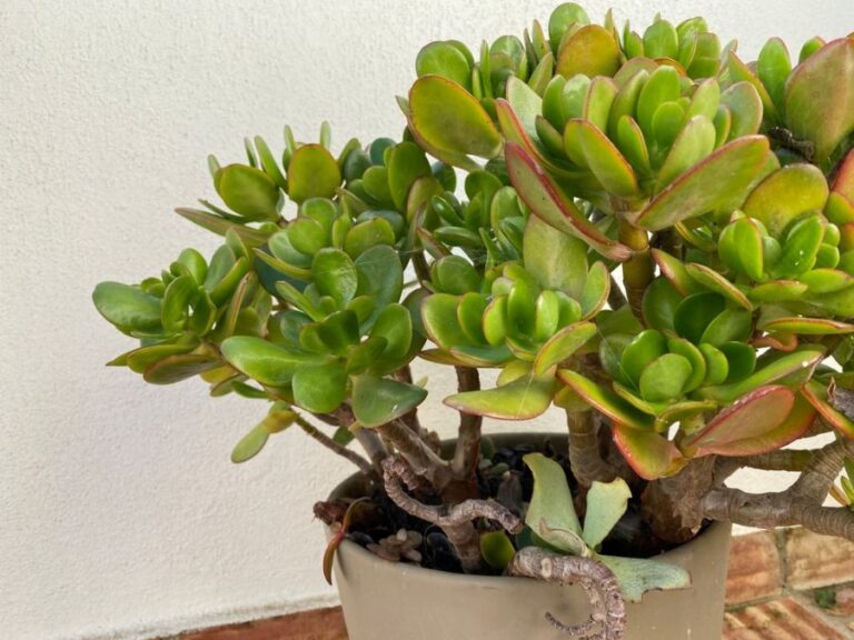 Large Jade Plant in a Brown Pot