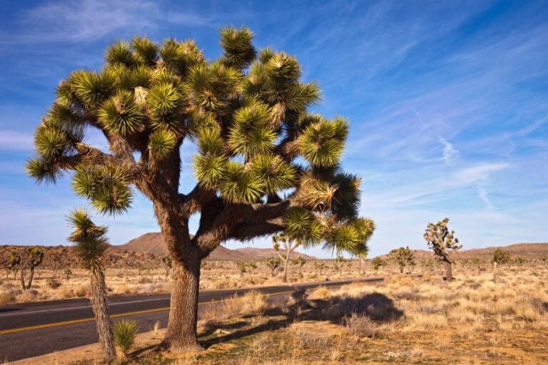 Large Joshua Tree in a Desert Environment