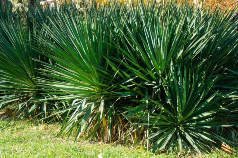 Many Large Healthy Yucca Plants